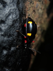 Eumorphus quadriguttatus pulchripes