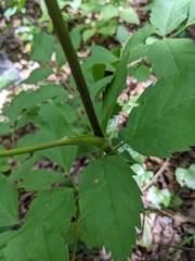 Ligusticum canadense