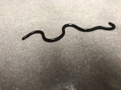 Indotyphlops braminus