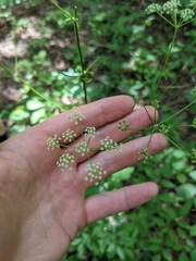 Ligusticum canadense