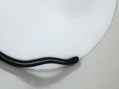 Indotyphlops braminus