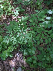 Ligusticum canadense