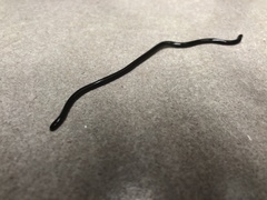 Indotyphlops braminus