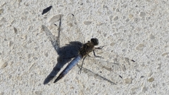 Orthetrum cancellatum