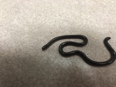 Indotyphlops braminus