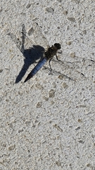 Orthetrum cancellatum
