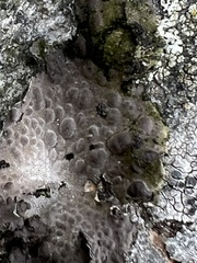Lasallia pustulata