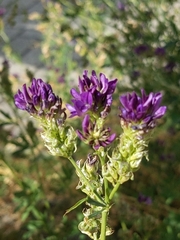 Medicago sativa