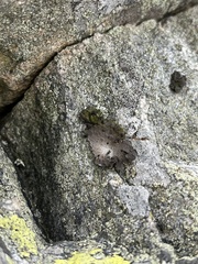Lasallia pustulata