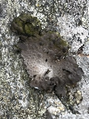 Lasallia pustulata
