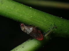 Eoscarta