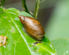 Succineidae