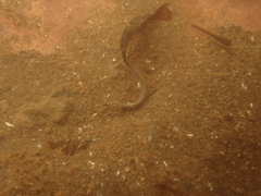 Ulvaria subbifurcata