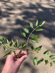 Steganotaenia araliacea