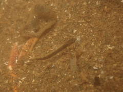 Ulvaria subbifurcata