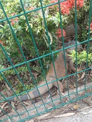 Iguana iguana
