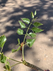 Steganotaenia araliacea
