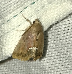 Hypsoropha hormos