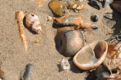 Tritia reticulata