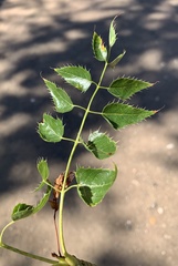 Steganotaenia araliacea