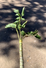 Steganotaenia araliacea