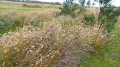 Androtrichum trigynum