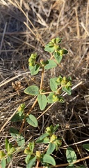 Euphorbia ocellata ocellata
