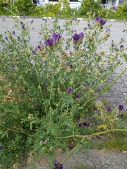 Medicago sativa