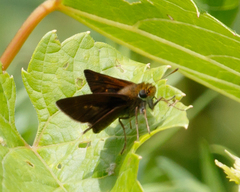 Euphyes vestris