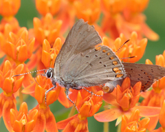 Satyrium titus