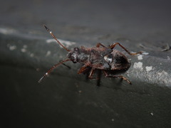 Stygnocoris