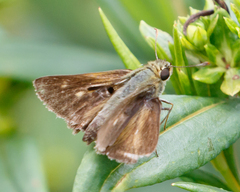 Polites egeremet