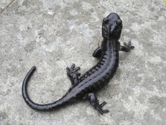Salamandra lanzai