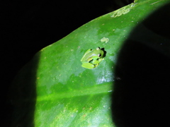 Teratohyla spinosa