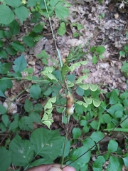 Neolasioptera desmodii