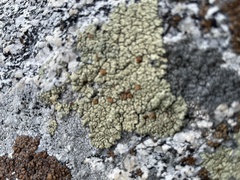 Lecanora sierrae
