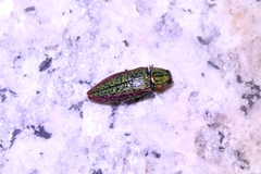 Lamprodila limbata