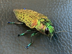Psiloptera equestris