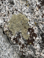 Lecanora sierrae