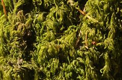 Pseudisothecium myosuroides