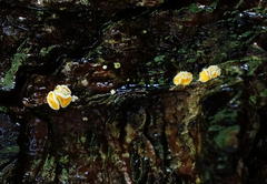 Lachnellula ellisiana
