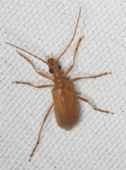 Centrodera