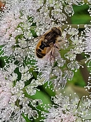 Eristalis abusiva
