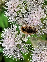 Eristalis abusiva