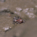 Slender-legged Fiddler Crab - Photo (c) Michael Rosenberg, some rights reserved (CC BY-NC)