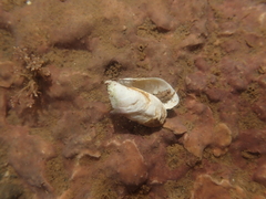 Hiatella arctica