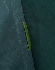 Mesoleuca albicillata