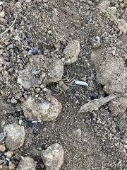 Sicarius thomisoides