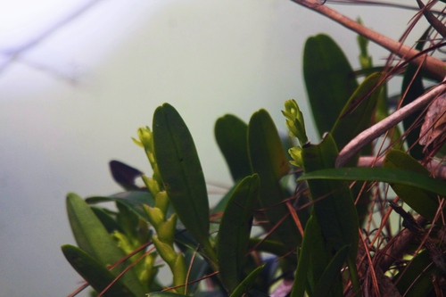 Epidendrum nitens Rchb.f. 2