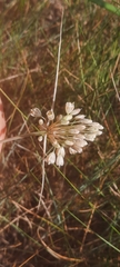 Allium longispathum